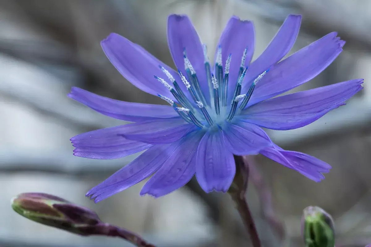 Fleur d'une laitue vivace Fleur d'une laitue vivace
