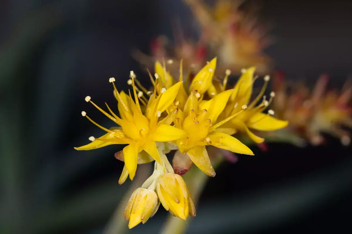 Fleurs de Sédum Palmieri Fleurs de Sédum Palmieri