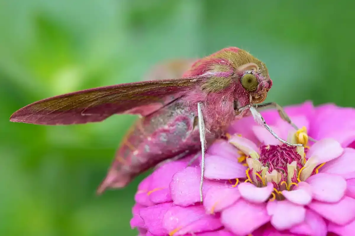Sphinx rose de la vigne sur un Zinnia Sphinx rose de la vigne