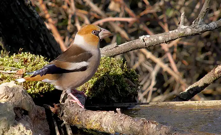 Oiseaux en hiver