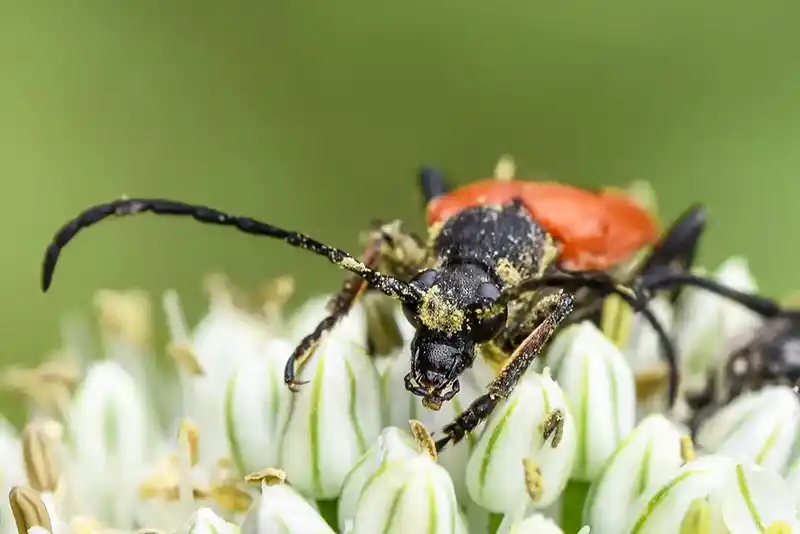 Les insectes