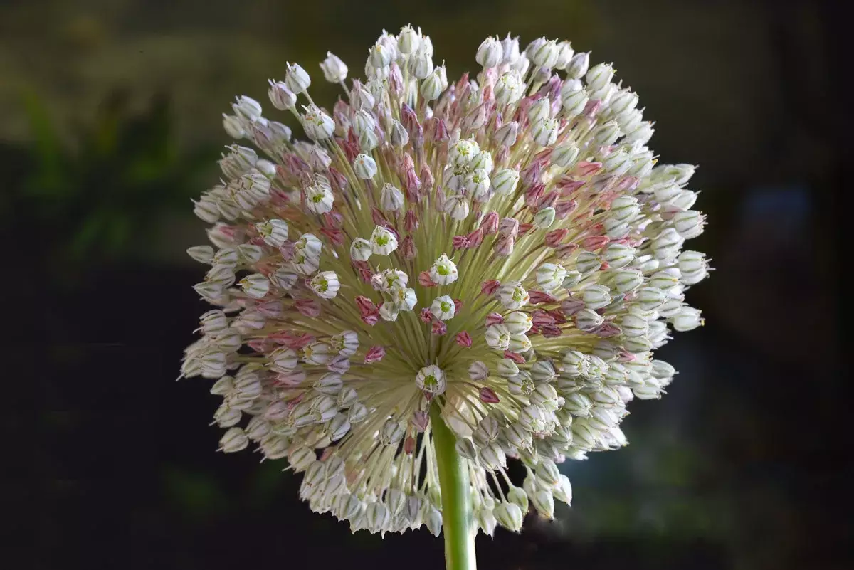 Fleur d'Allium