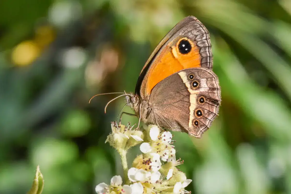 Papillon Gorgone