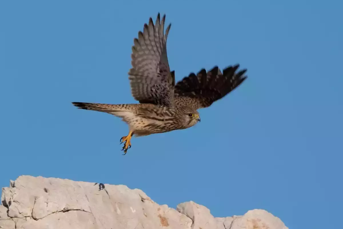 Faucon crécerelle