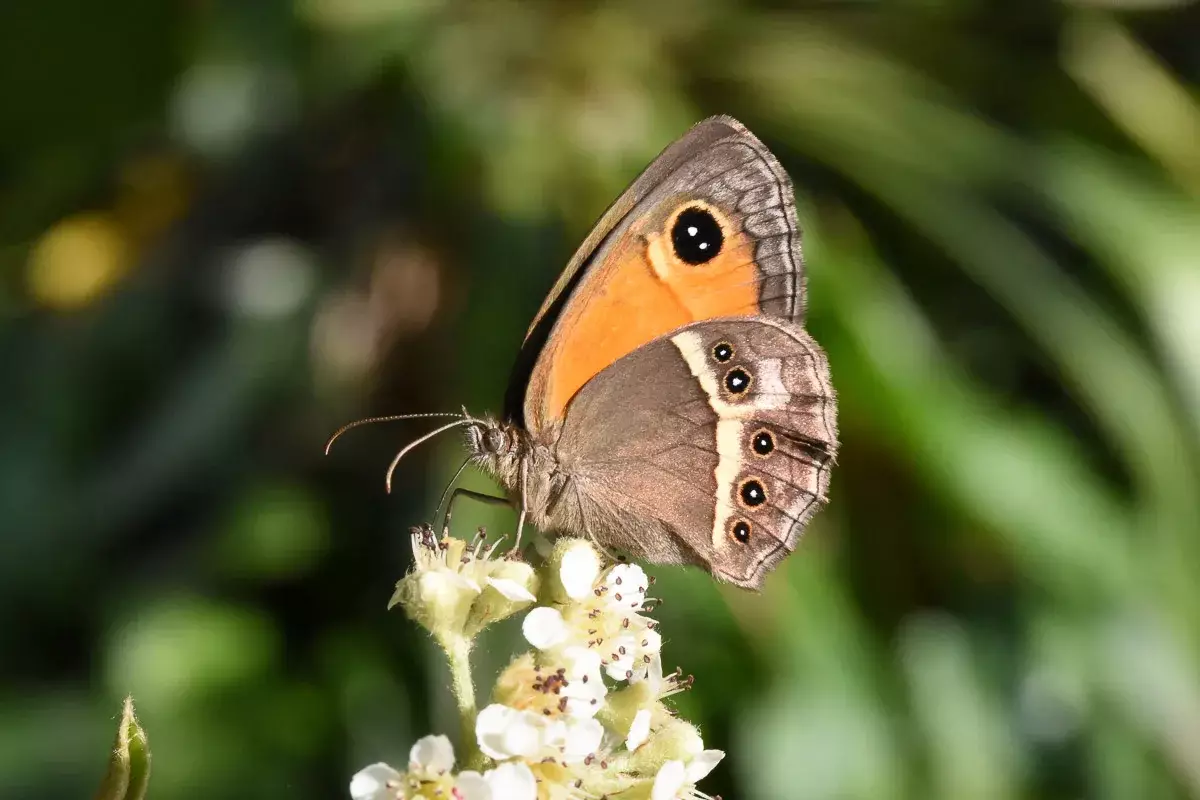 Papillon Gorgone