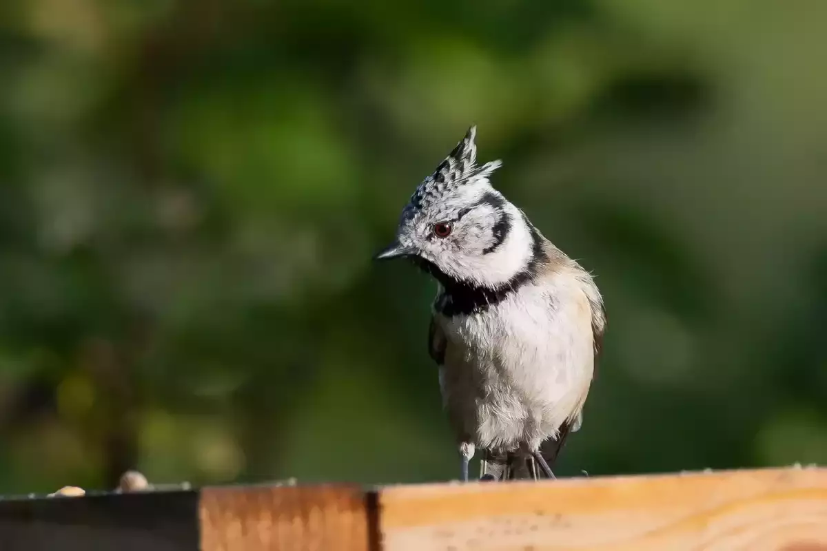 Mésange huppée